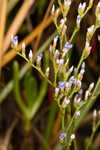 Lavender thrift